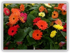 gerbera-3