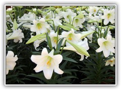 lilium-3